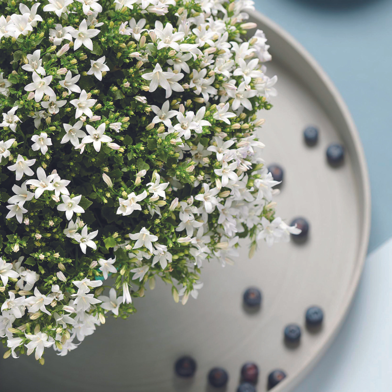 Campanula Wit in Ivory Elegance lichtblauw