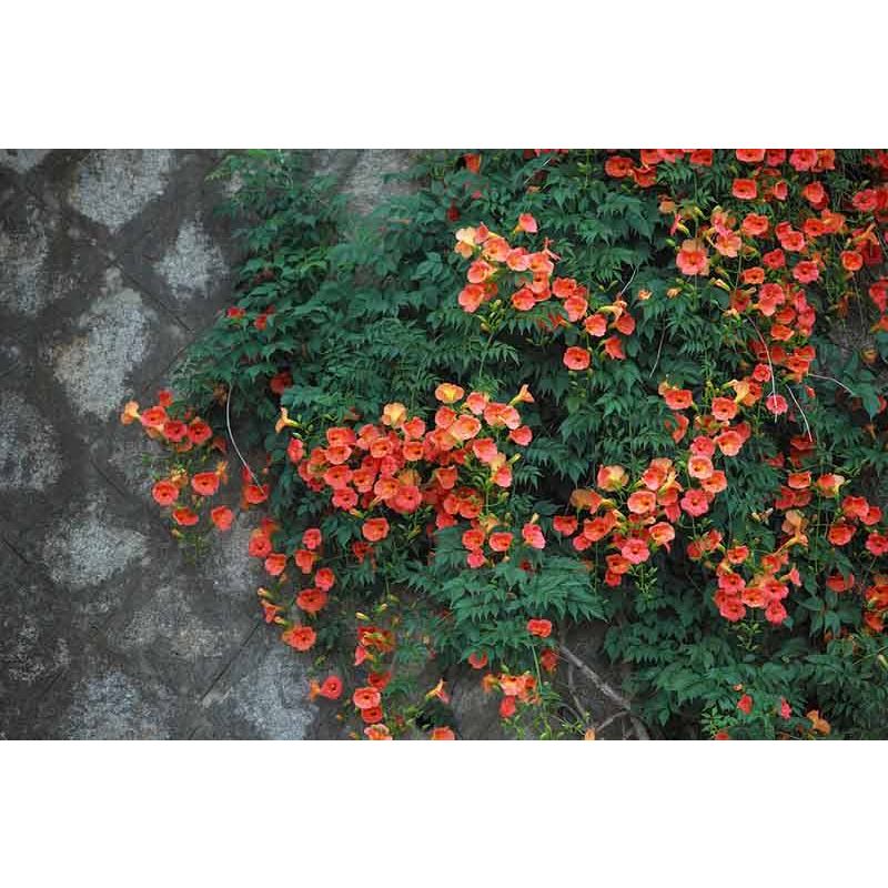 Campsis Madame Galen