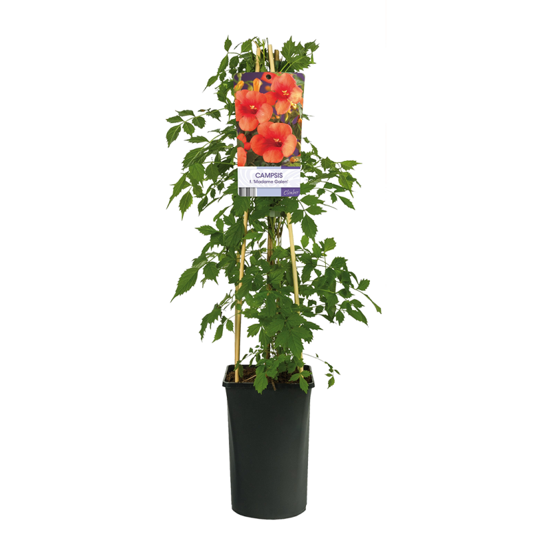 Campsis tagliabuana 'Madame Galen'