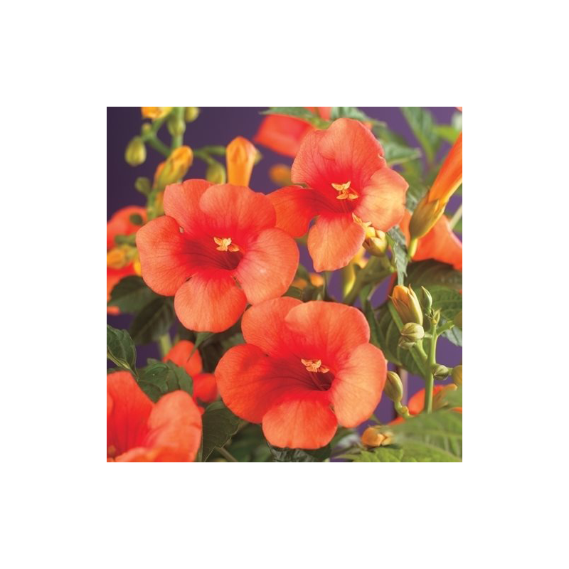 Campsis tagliabuana 'Madame Galen'