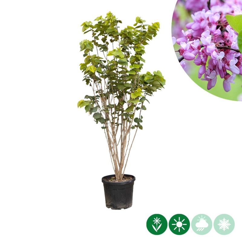 Cercis canadensis - meerstammig