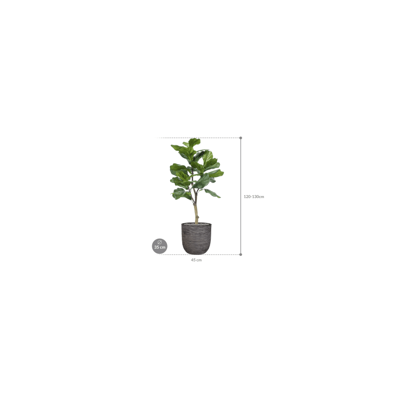 Ficus lyrata in Capi Nature Rib Egg Antraciet - kunstplant