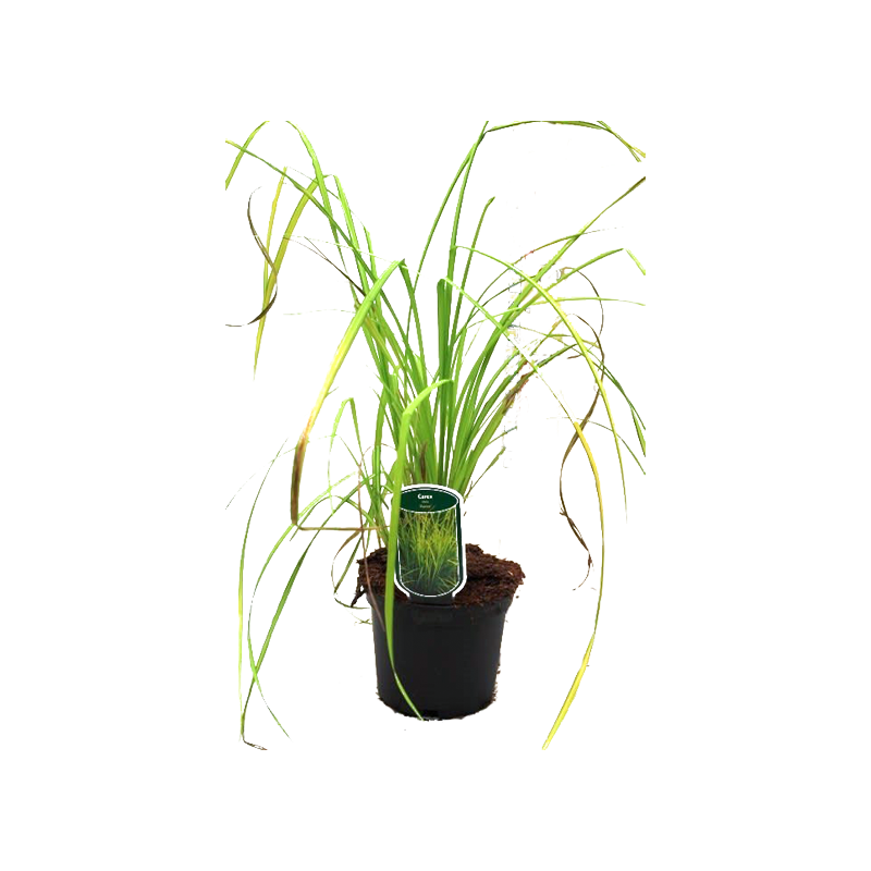 Carex elata 'Aurea'