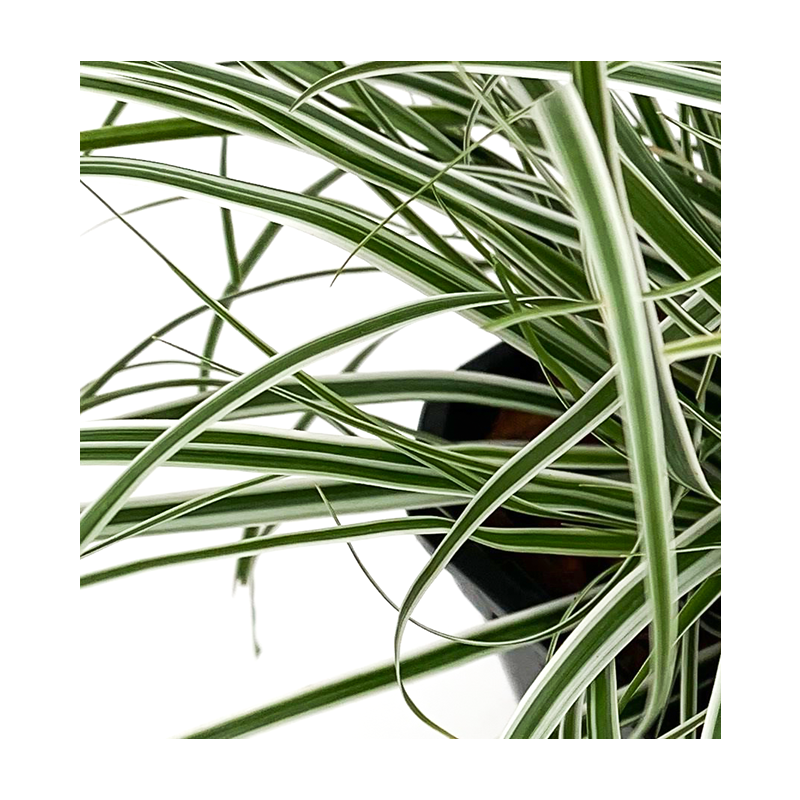 Carex Everest 