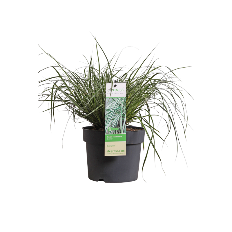 Carex Everest 