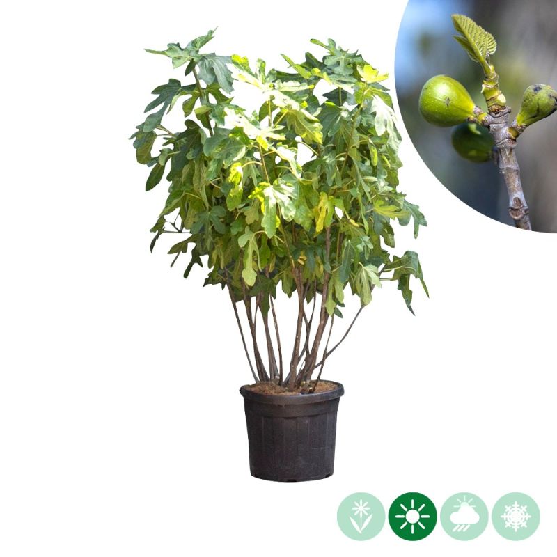 Ficus carica - meerstammig