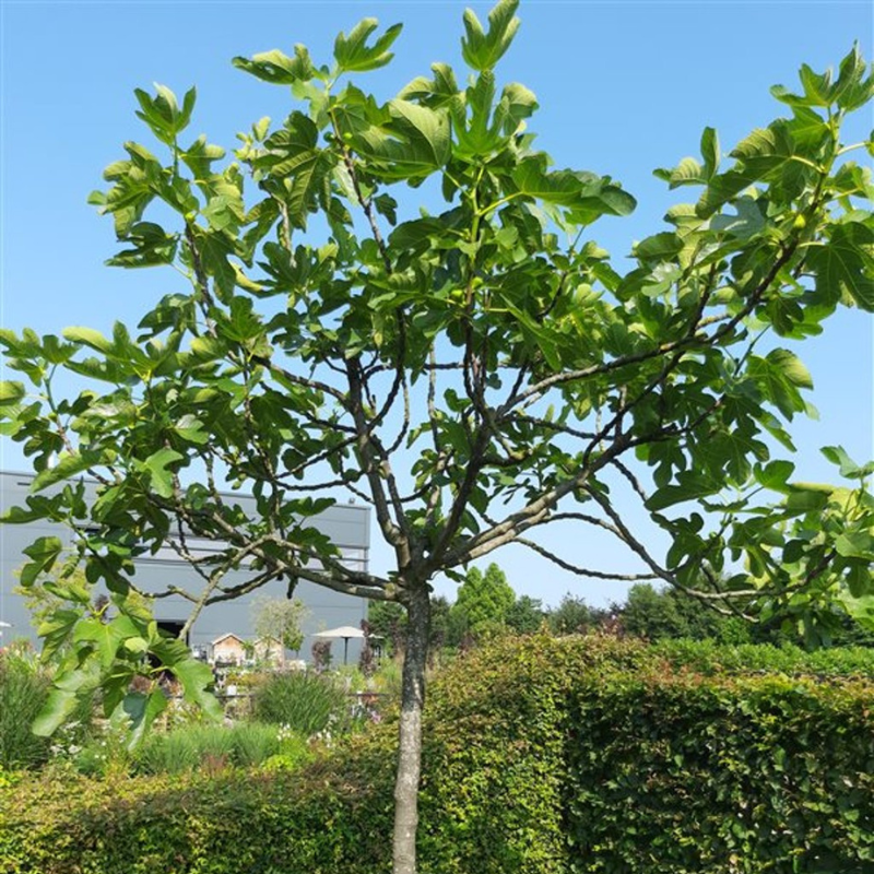 Ficus carica