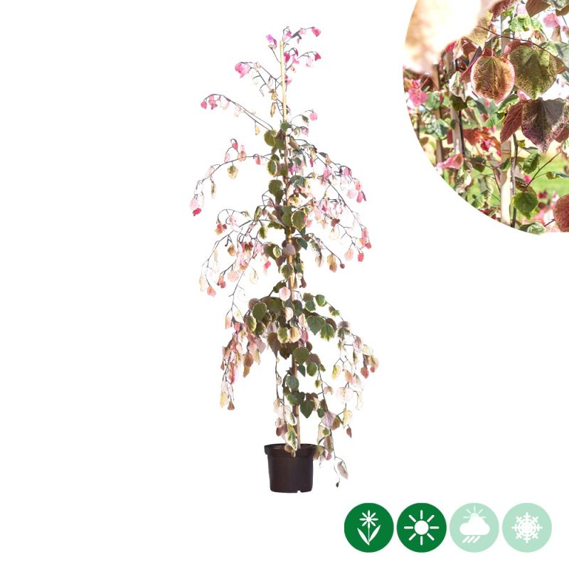 Cercis Carolina Sweetheart