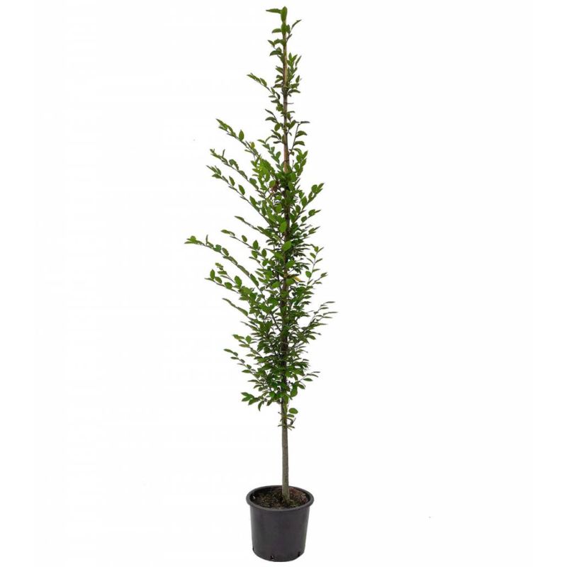 Carpinus Betulus Fastigiata - laagstam