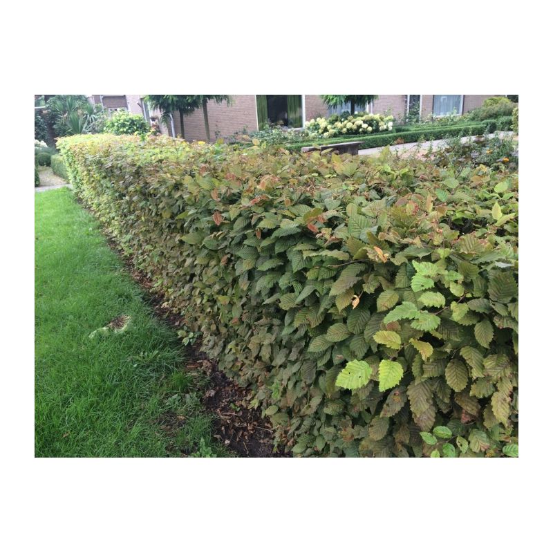 Carpinus betulus - haag