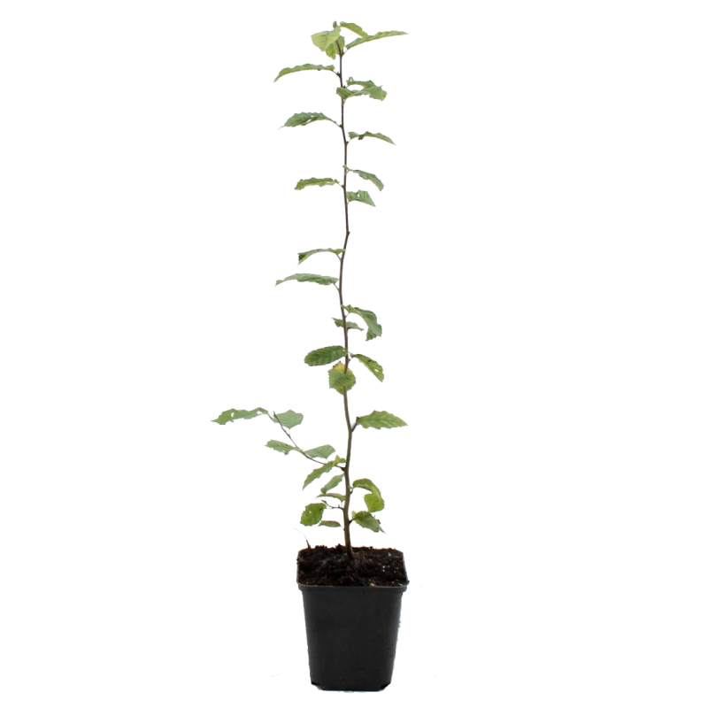 Carpinus betulus - haag