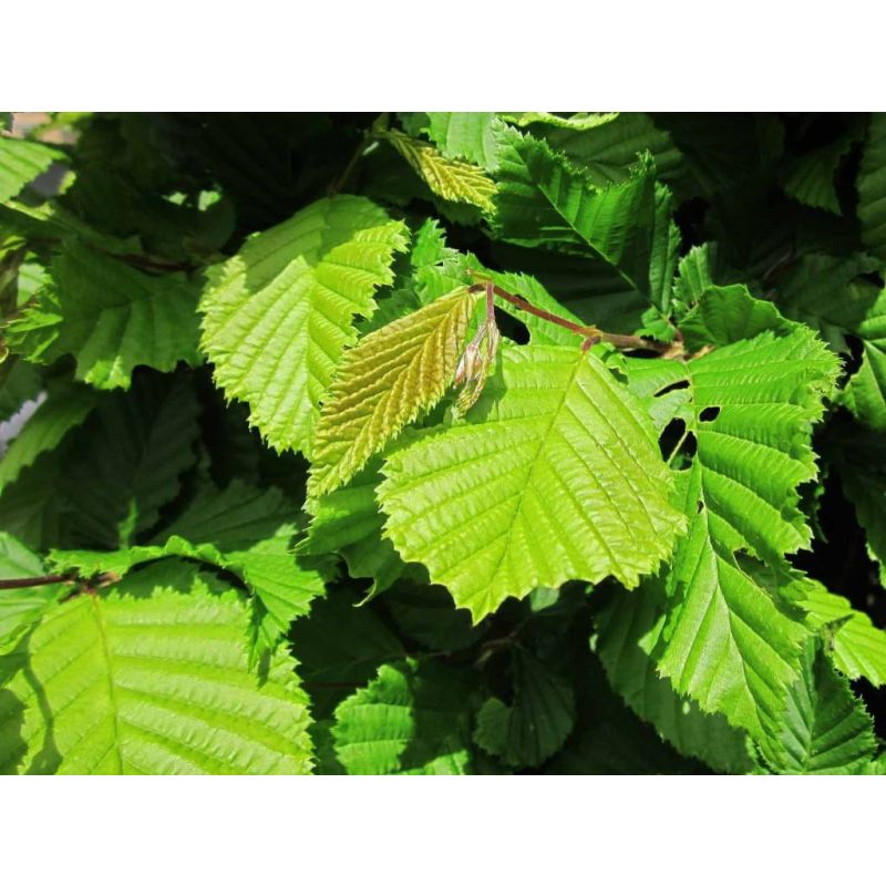 Carpinus betulus - haag