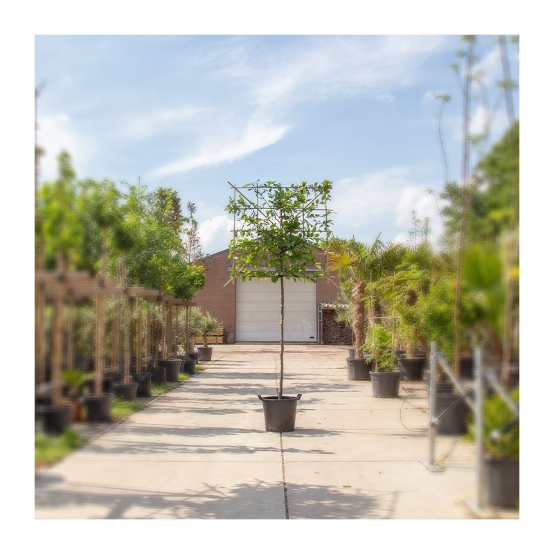 Carpinus Betulus - leiboom