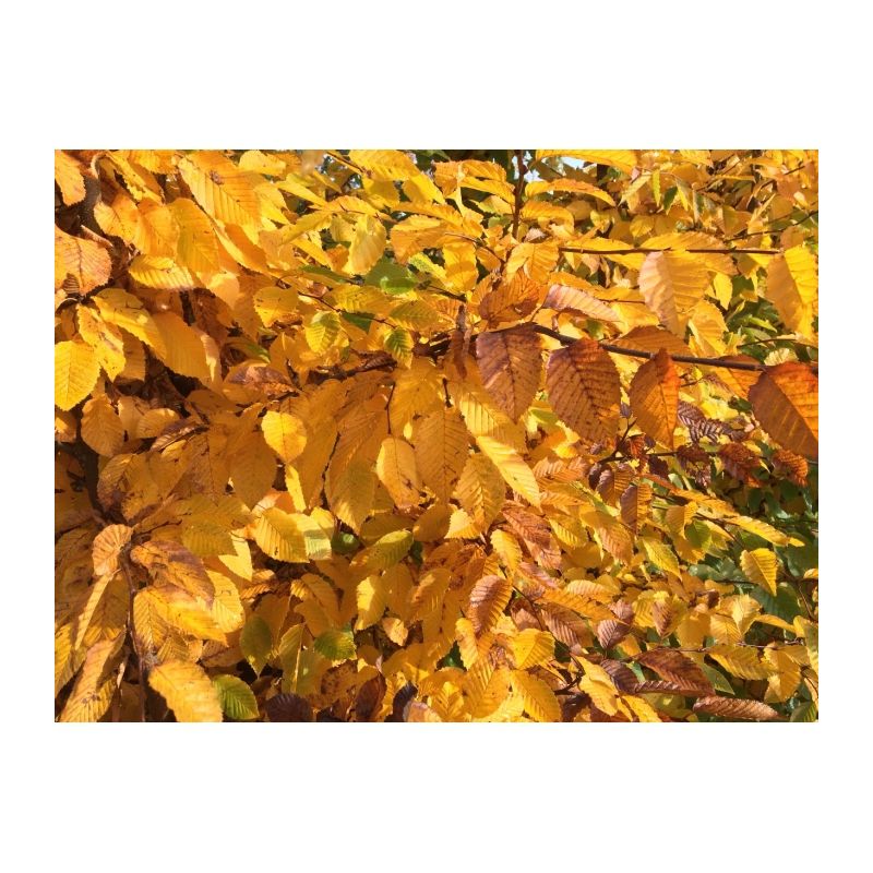 Carpinus betulus - meerstammig