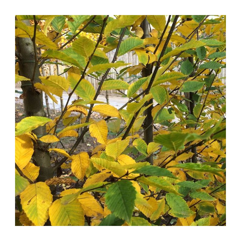 Carpinus Fastigiata - laagstam