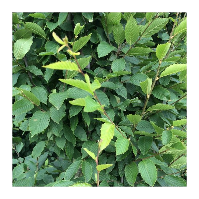 Carpinus Betulus Fastigiata - laagstam