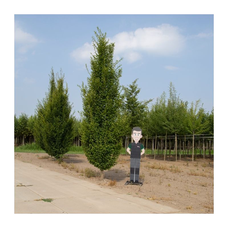 Carpinus Betulus Fastigiata - laagstam
