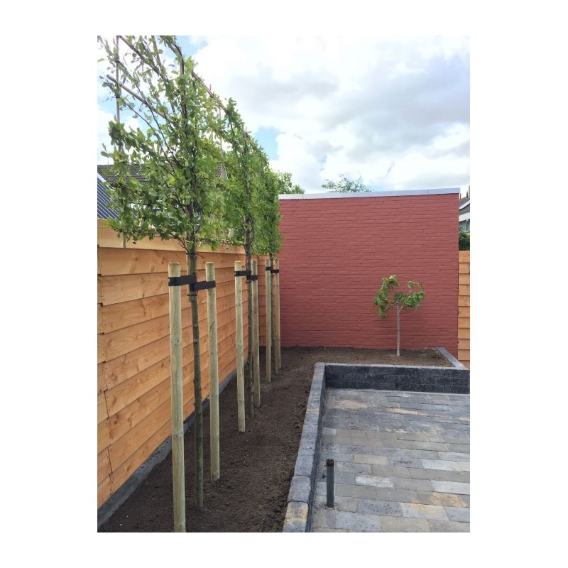 Carpinus Fastigiata - leiboom