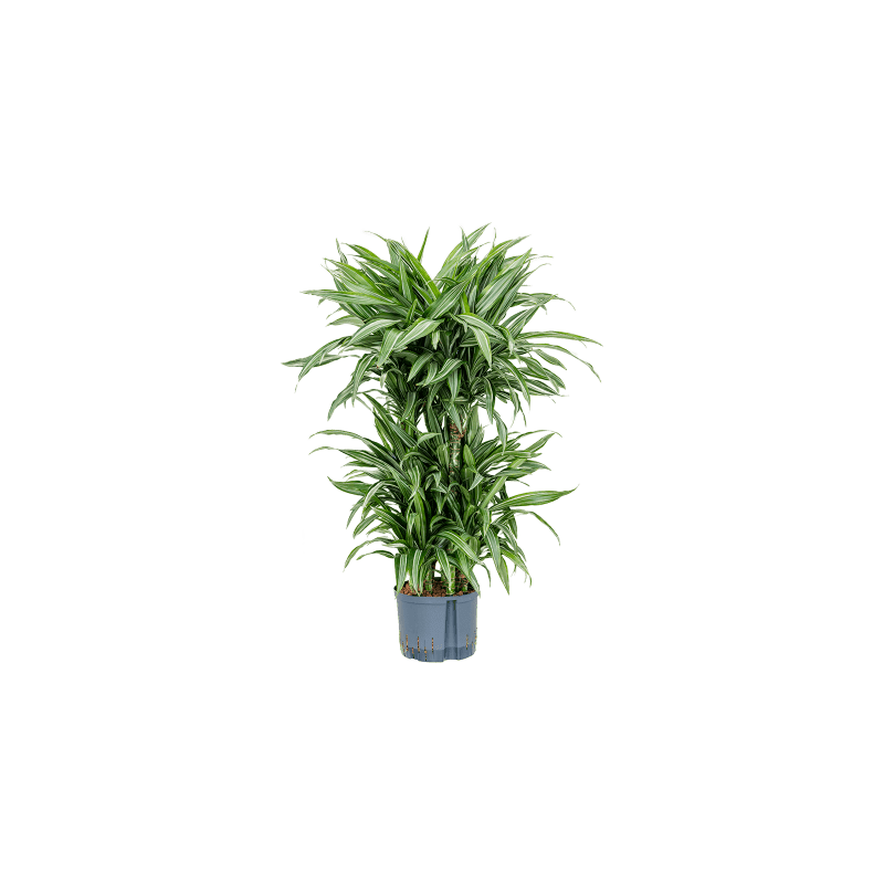 Dracaena Ulises carrousel