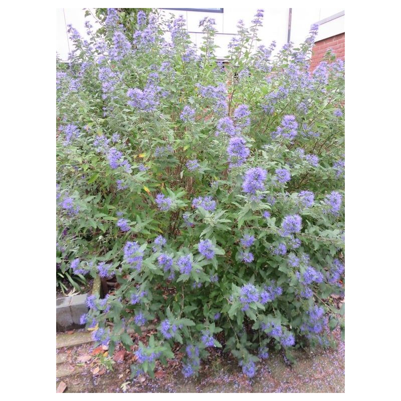 Caryopteris Heavenly Blue