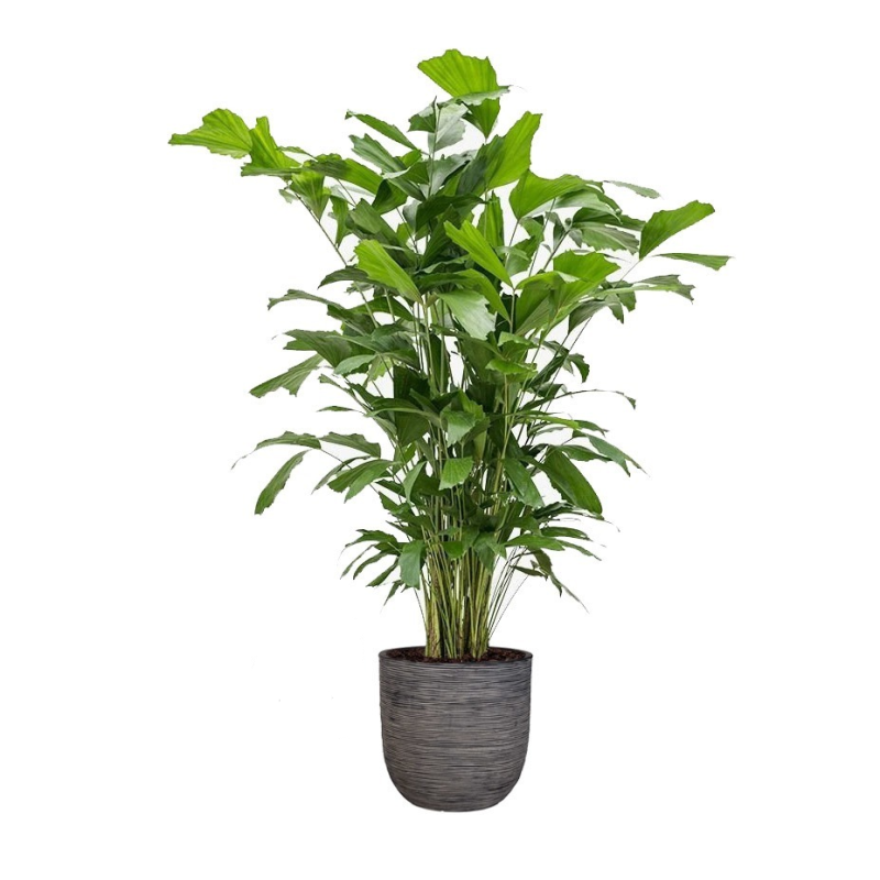 Caryota Mitis in Nature Egg Rib Planter antraciet