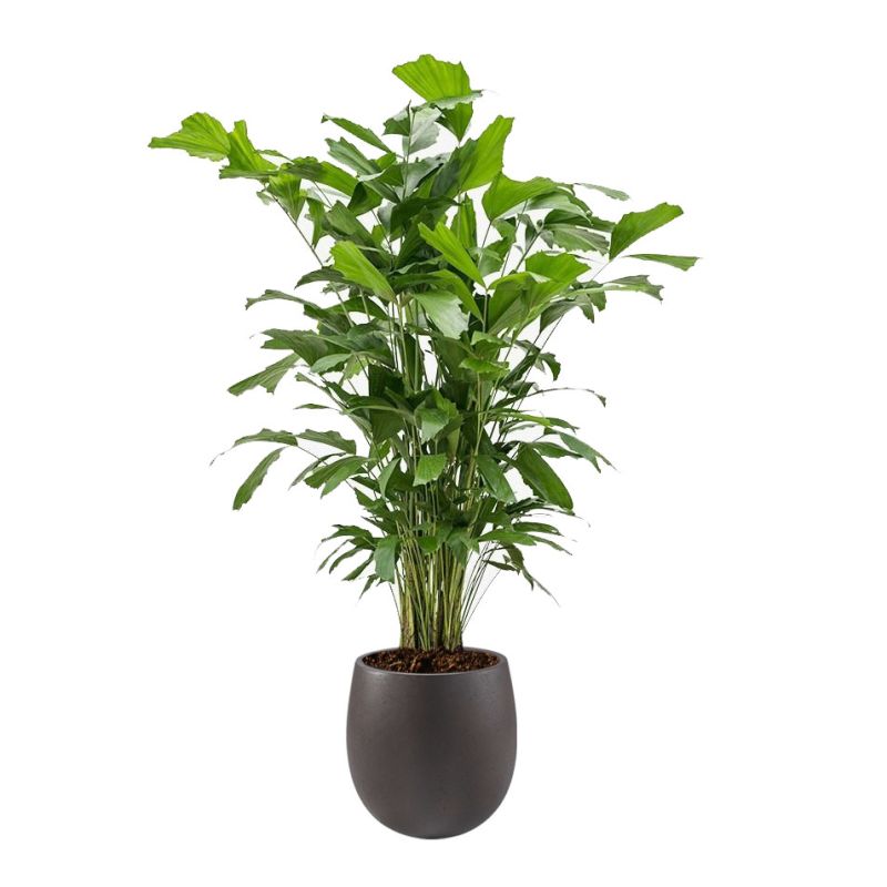 Caryota Mitis in Grigio Balloon Concrete bruin