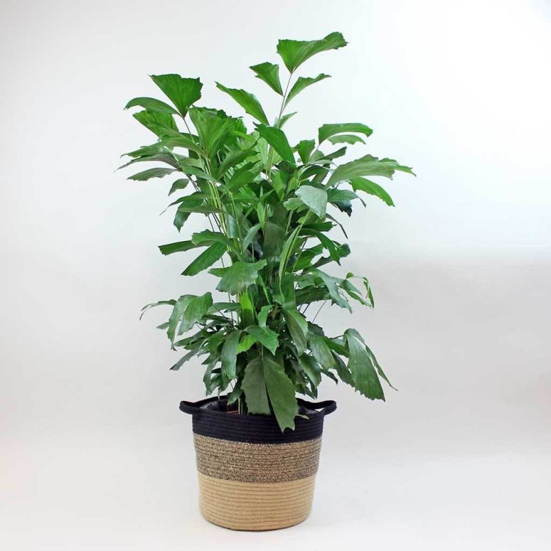 Caryota mitis