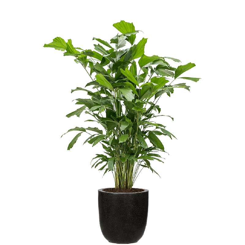 Caryota Mitis in Lux Terrazzo Egg zwart