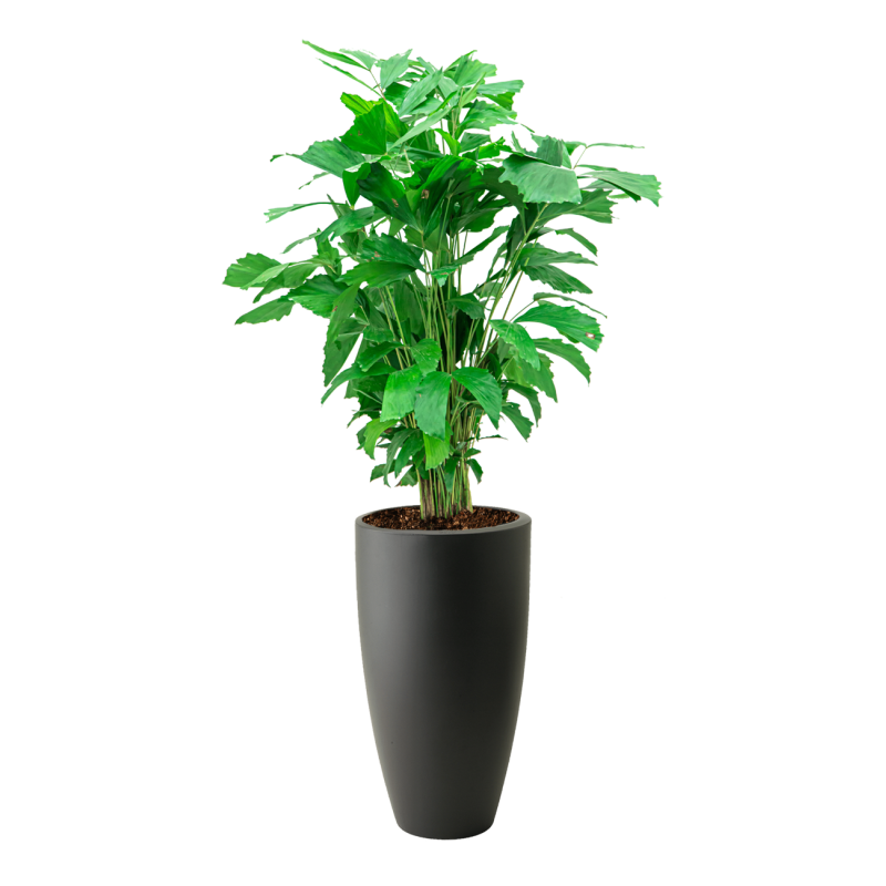 Caryota Mitis in Elho Pure Soft antraciet