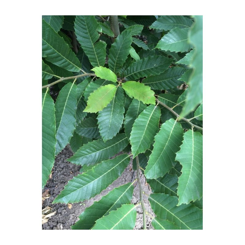 Castanea sativa - meerstammig