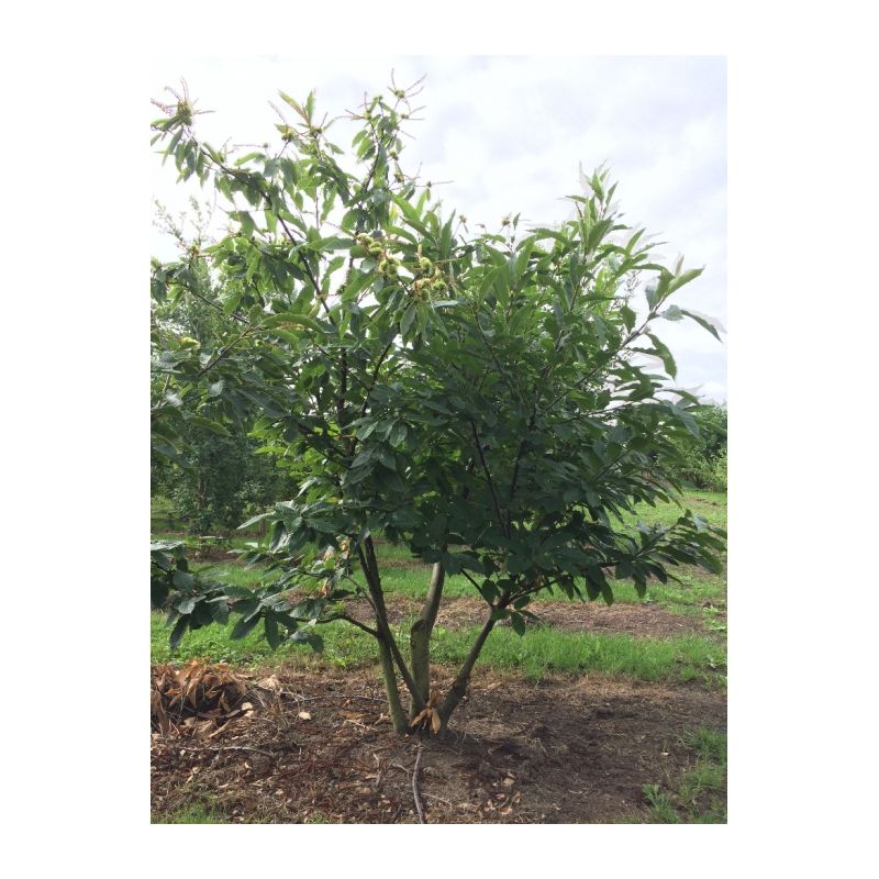 Castanea sativa - meerstammig