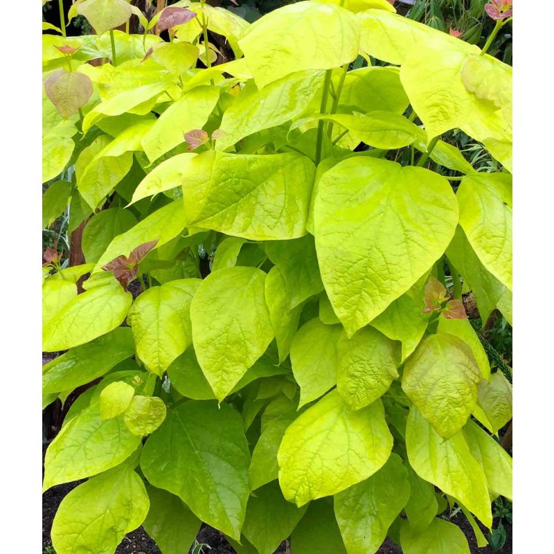 Catalpa Bignonioides Aurea 