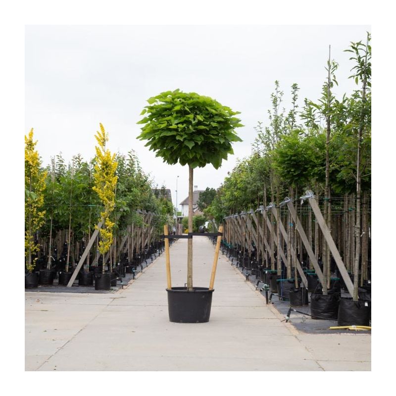 Catalpa Bignonioides Nana