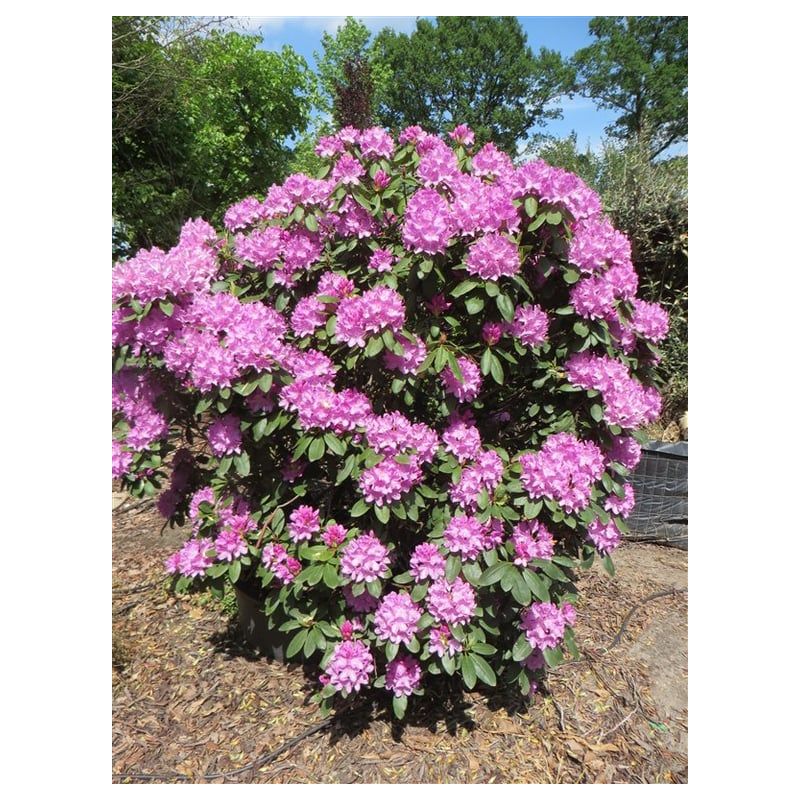 Rhododendron Catawbiense Boursault