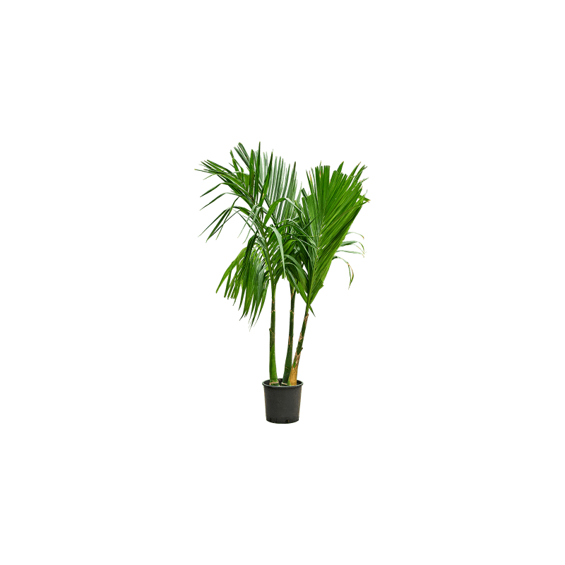 Areca catechu 3-stam