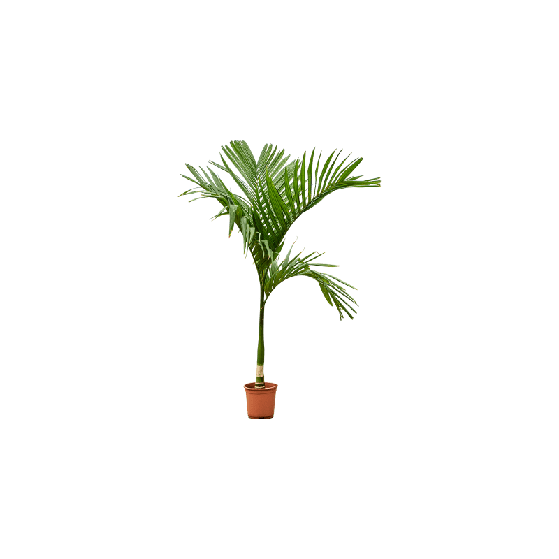 Areca catechu op stam