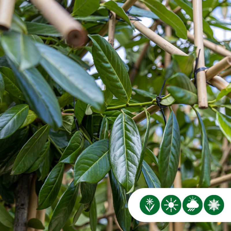 Prunus Caucasica - leiboom laagstam