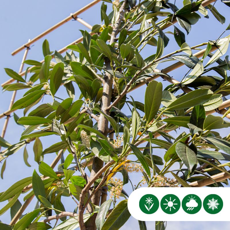 Prunus Caucasica - leiboom laagstam