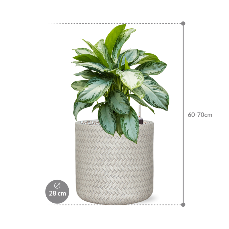 Aglaonema Silver Bay in Angle Cylinder Wit