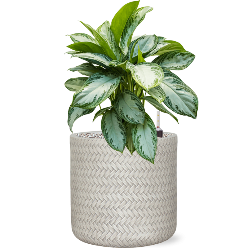 Aglaonema Silver Bay in Angle Cylinder Wit