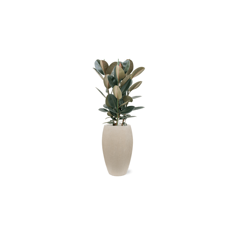 Raindrop Emperor Beige