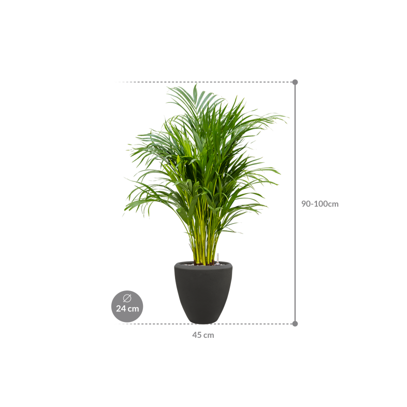Dypsis (Areca) lutescens in Baq Polystone Plain