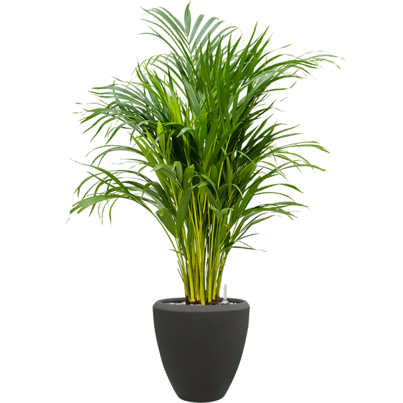 Dypsis (Areca) lutescens in Baq Polystone Plain