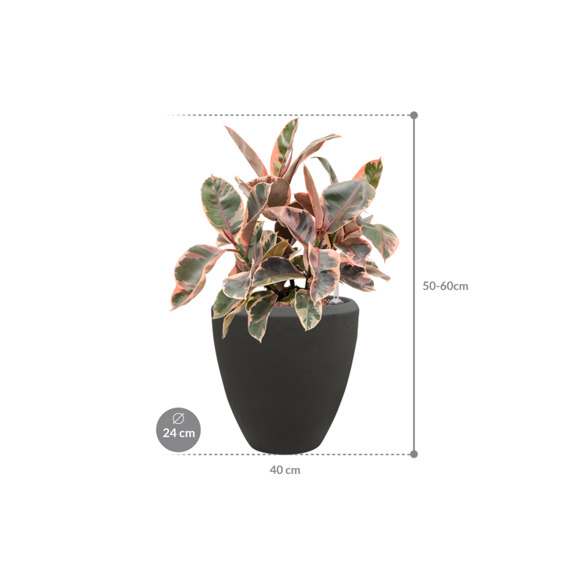 Ficus Belize in Baq Polystone Couple Zwart