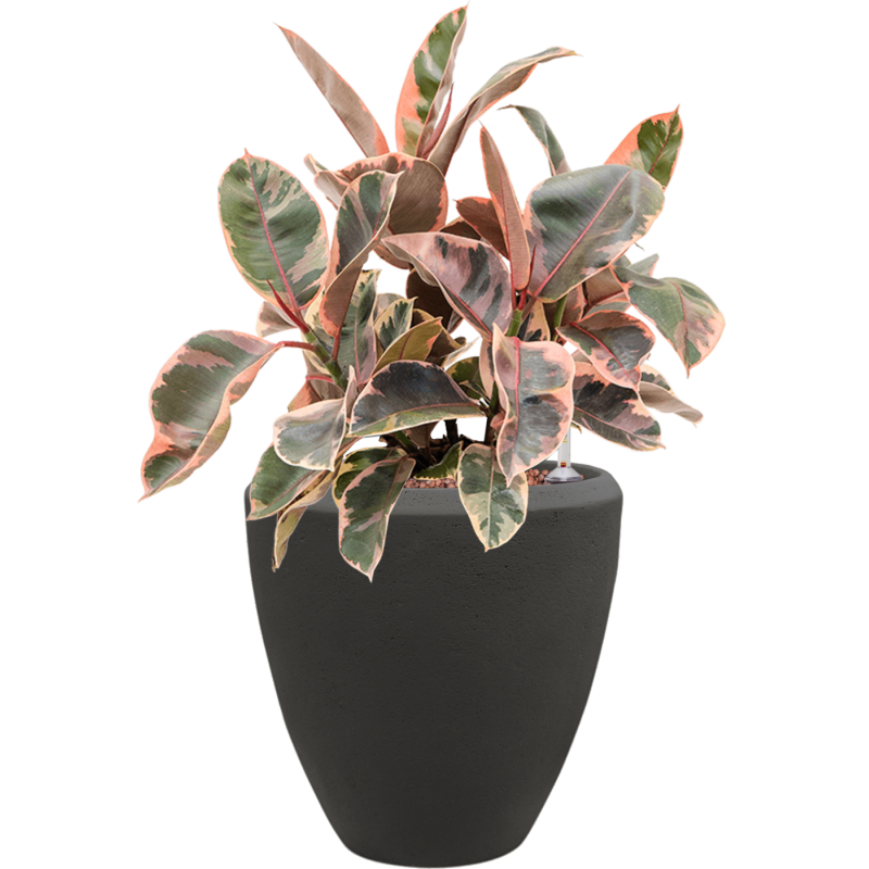Ficus Belize in Baq Polystone Couple Zwart