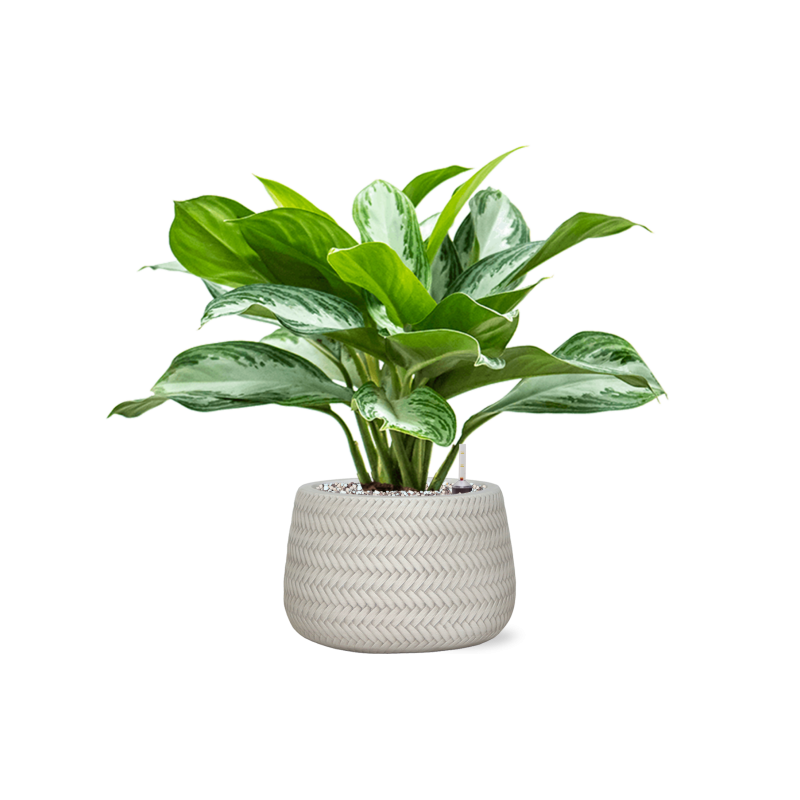 Aglaonema Silver Bay in Angle Darcy Wit