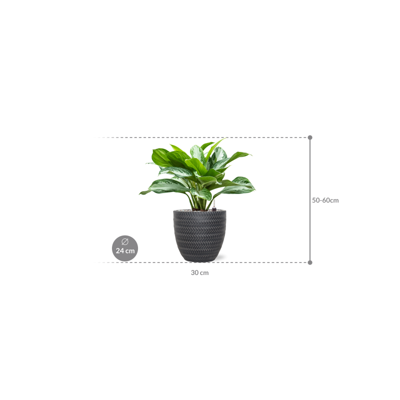 Aglaonema 'Silver Bay' in Baq Angle