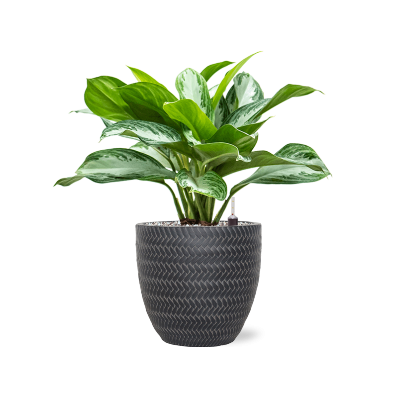 Aglaonema 'Silver Bay' in Baq Angle