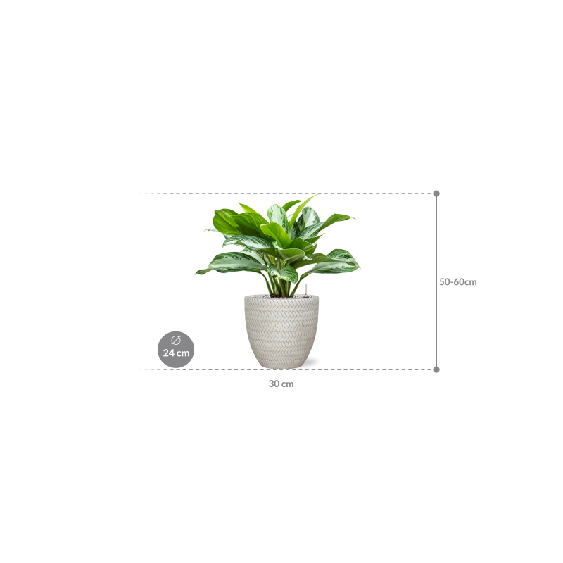 Aglaonema Silver Bay in Angle Couple Wit