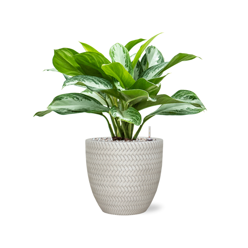 Aglaonema Silver Bay in Angle Couple Wit